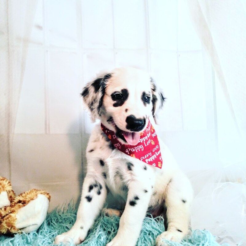Available Puppies Long Coat Dalmatians