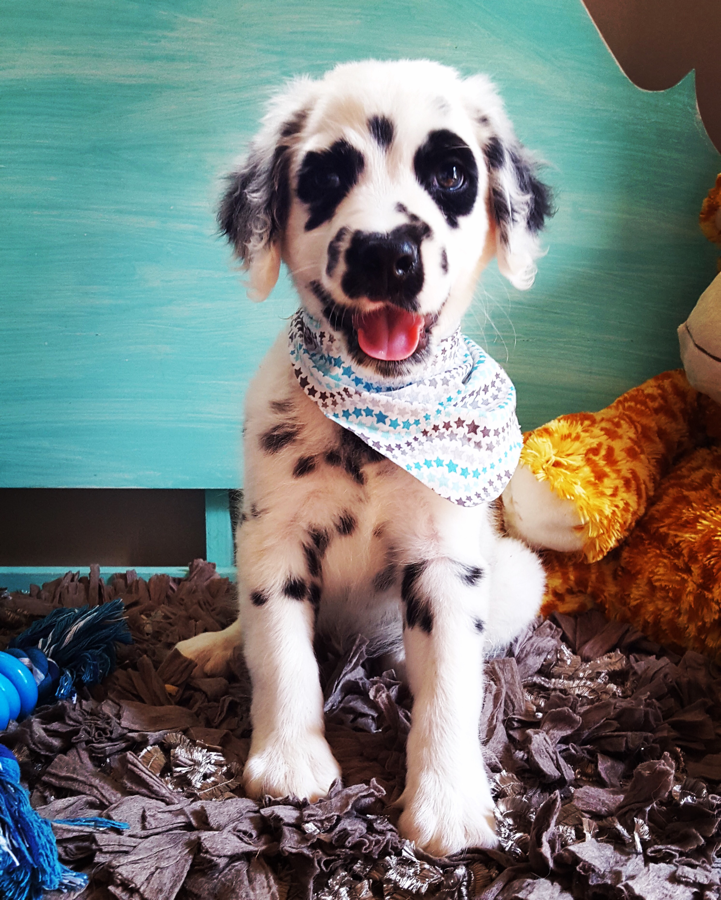 Dalmatian Puppies For Sale In Texas My Hobby